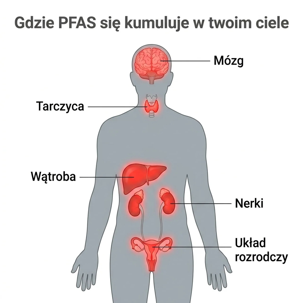 Gdzie PFAS się kumuluje